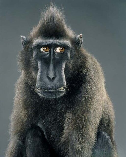 Monkey Portraits